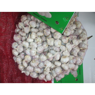 Good Quality Normal Garlic 2020